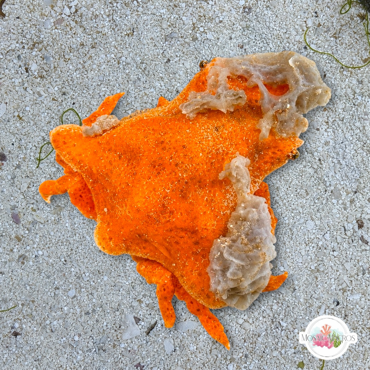 Sponge Decorator Crab | Marcocoeloma trispinosum