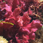 Red Sawblade Macroalgae | Neurymenia fraxinifolia