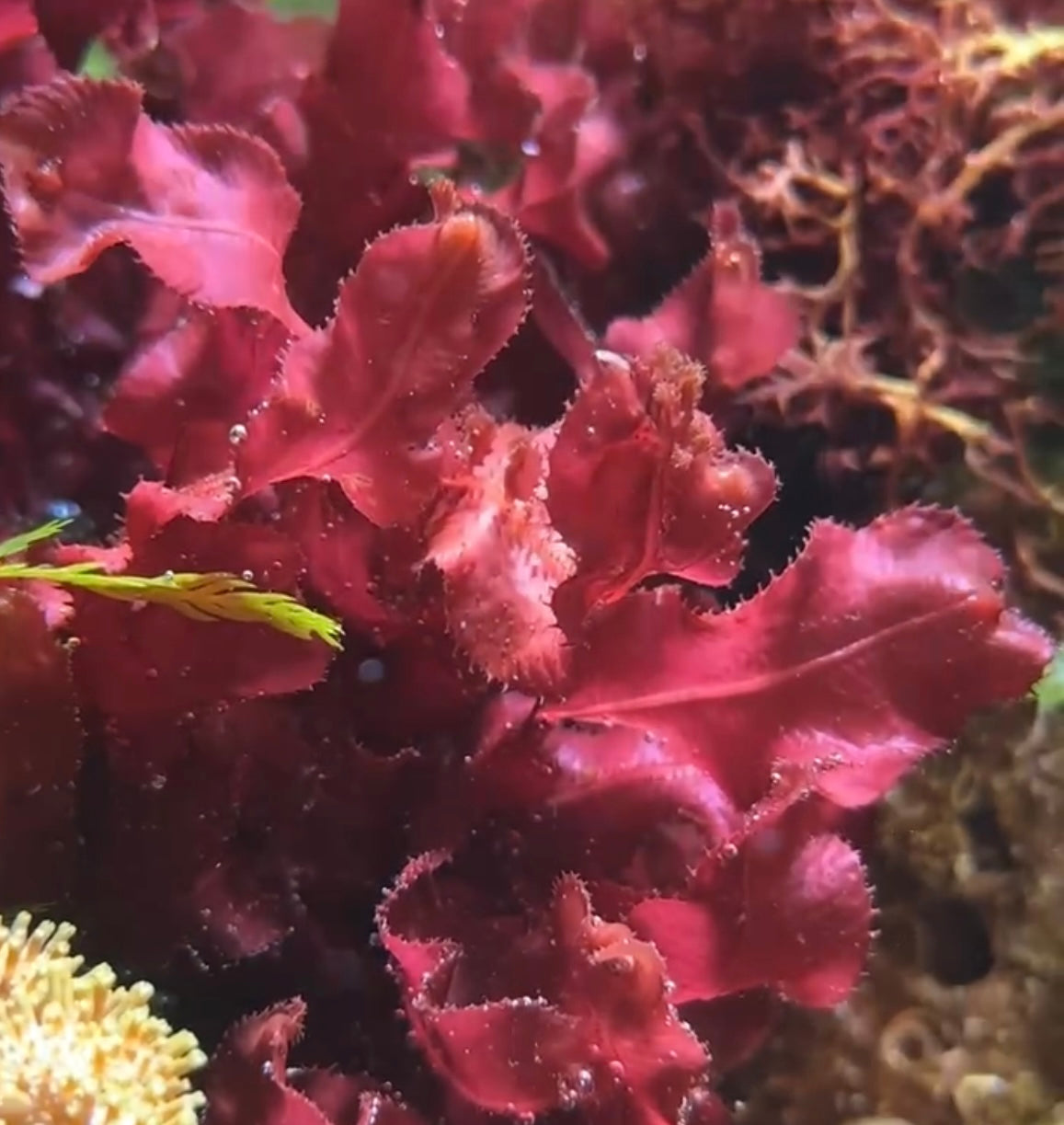 Red Sawblade Macroalgae | Neurymenia fraxinifolia