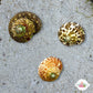 Smooth Atlantic Tegula Snail | Tegula fasciata