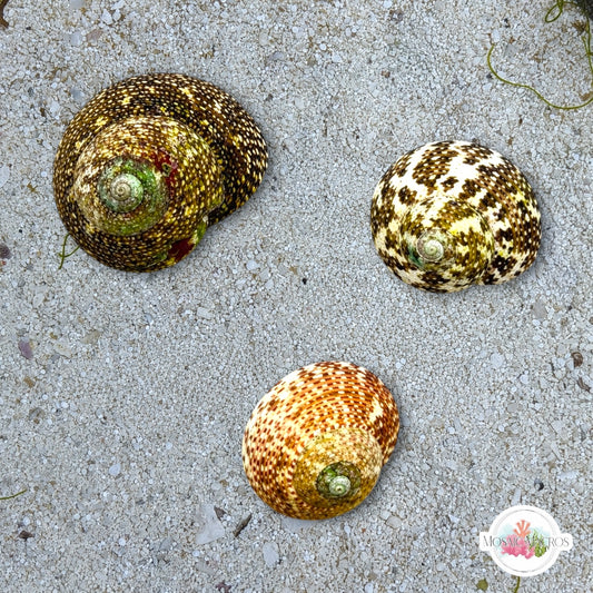 Smooth Atlantic Tegula Snail | Tegula fasciata