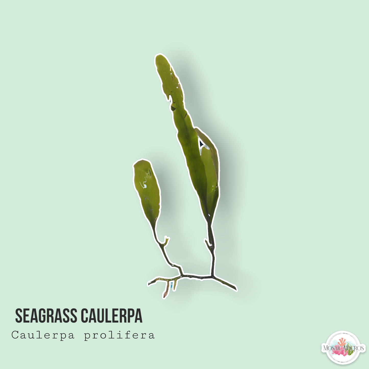 Seagrass Caulerpa | Caulerpa prolifera