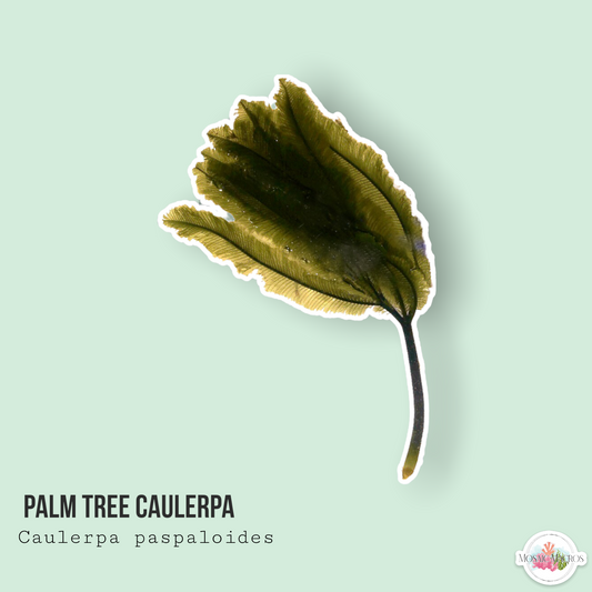 Palm Tree Caulerpa | Caulerpa paspaloides
