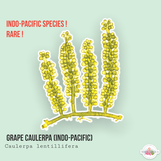 Indo-Pacific Grape Caulerpa | Caulerpa lentillifera
