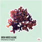 Irish Moss Macroalgae | Chondrus crispus