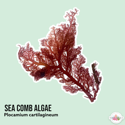 Sea Comb Macroalgae | Plocamium cartilagineum