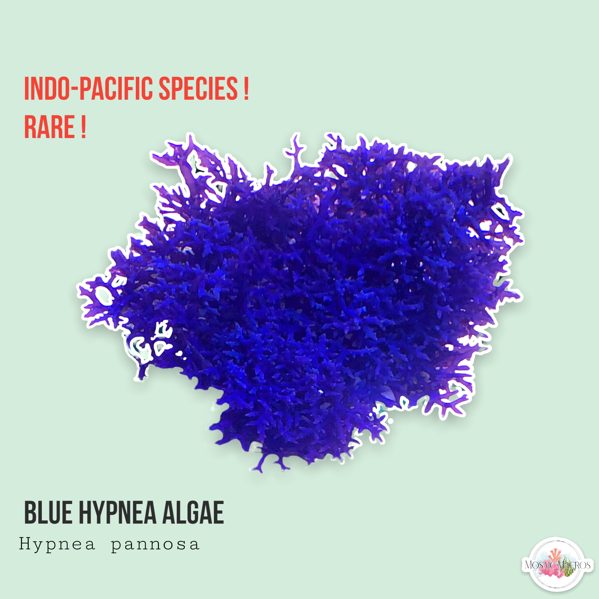 Hypnea deals