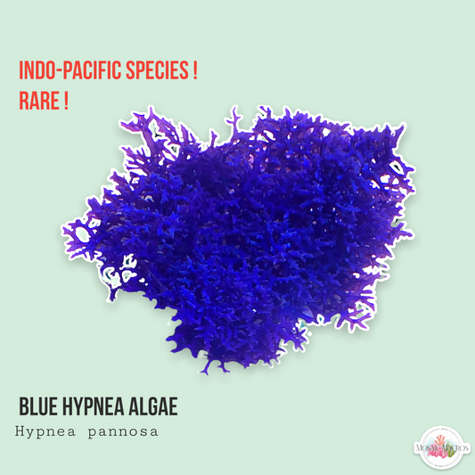 Blue Hypnea | Hypnea pannosa