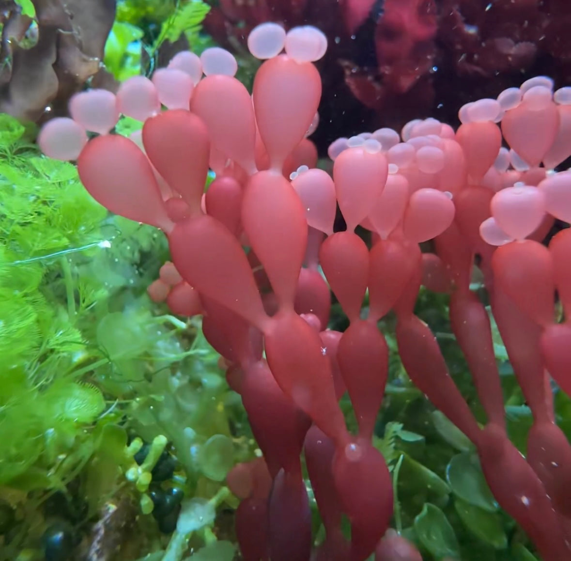 String-of-Pearls Macroalgae | Coelarthrum sp.