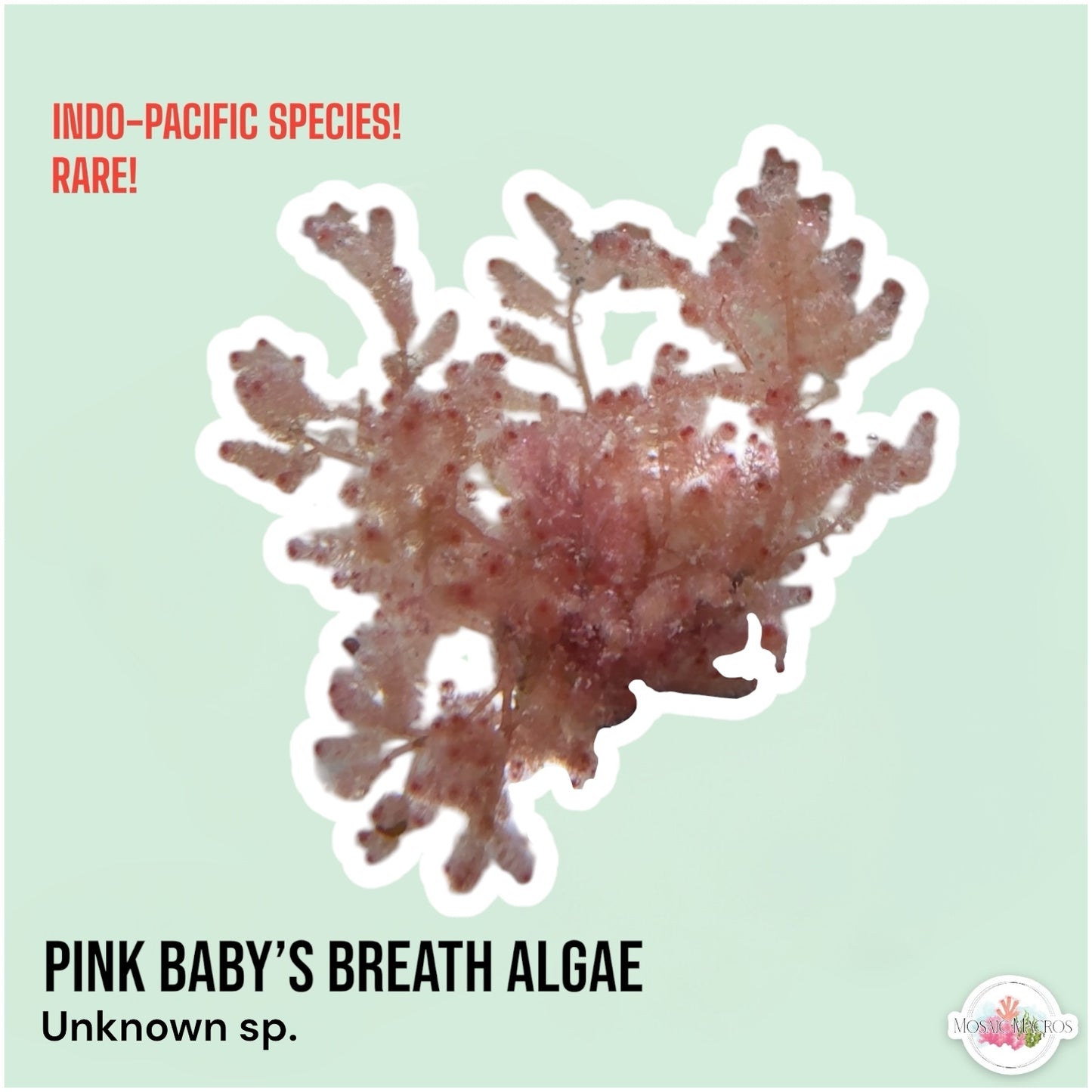 Pink Baby’s Breath Macroalgae | Unknown sp.