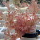 Pink Baby’s Breath Macroalgae | Unknown sp.