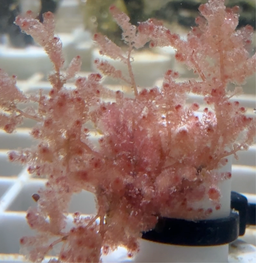 Pink Baby’s Breath Macroalgae | Unknown sp.