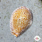 Thrush Cowrie Snail | Naria turdus