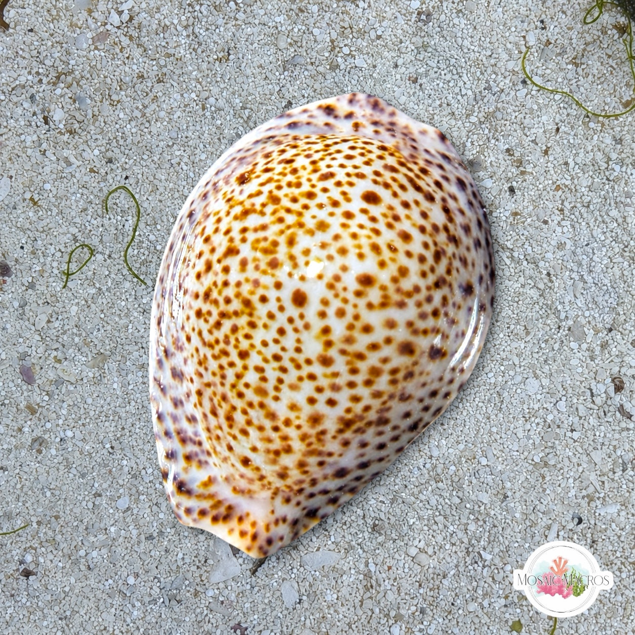 Thrush Cowrie Snail | Naria turdus