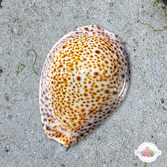Thrush Cowrie Snail | Naria turdus