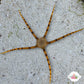 Gray/Black/Banded Serpent Star | Ophiolepis elegans