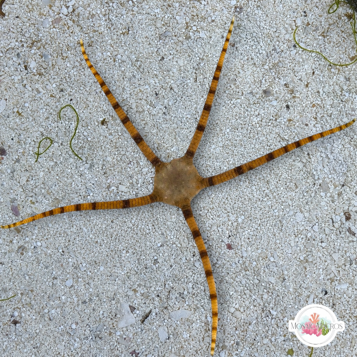Gray/Black/Banded Serpent Star | Ophiolepis elegans