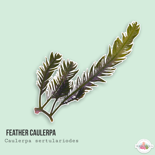 Feather Caulerpa | Caulerpa sertularoides