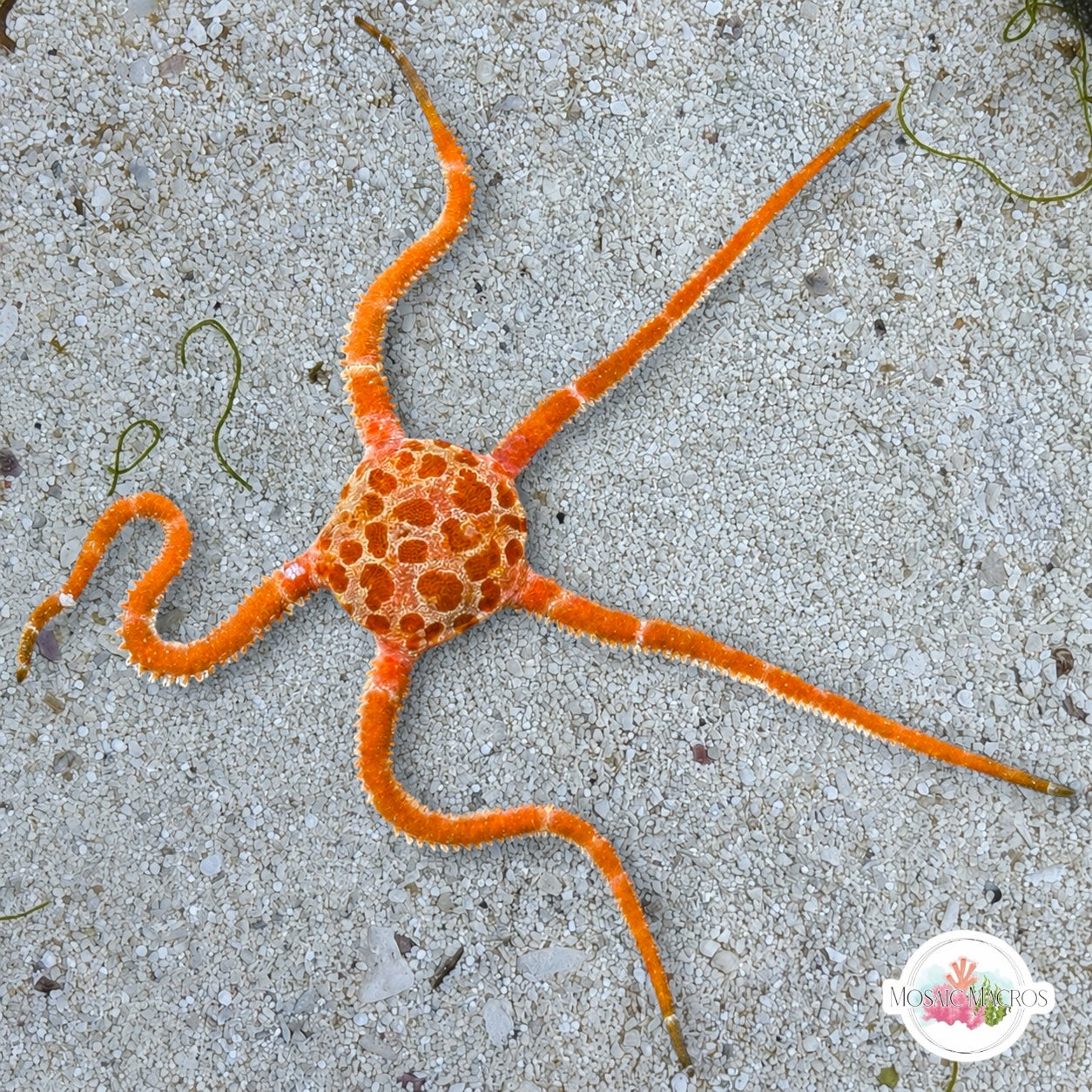 Giraffe Slimy Serpent Star | Ophiomyxa flaccida