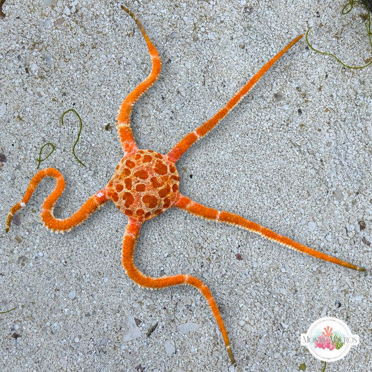 Giraffe Slimy Serpent Star | Ophiomyxa flaccida