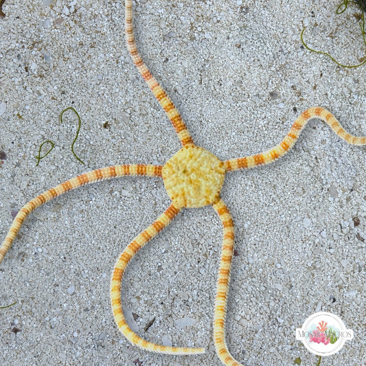 Orange-Banded Serpent Star | Ophiolepis elegans