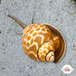 Leopard Nassarius Snail | Babylonia spirata