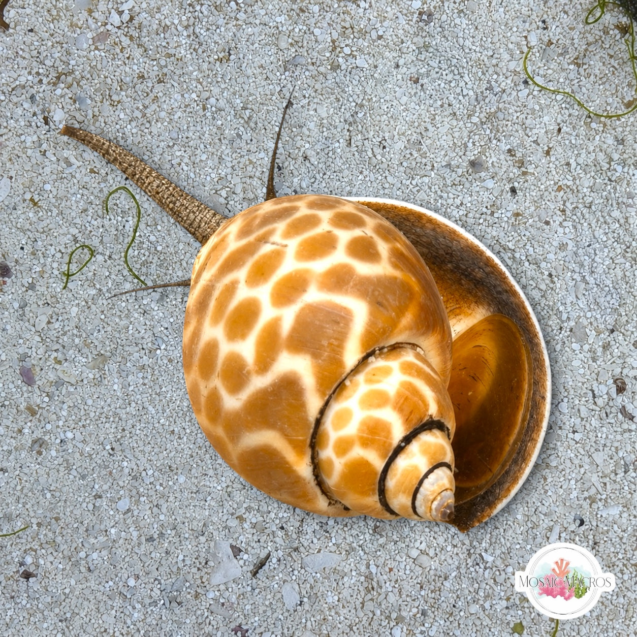 Leopard Nassarius Snail | Babylonia spirata