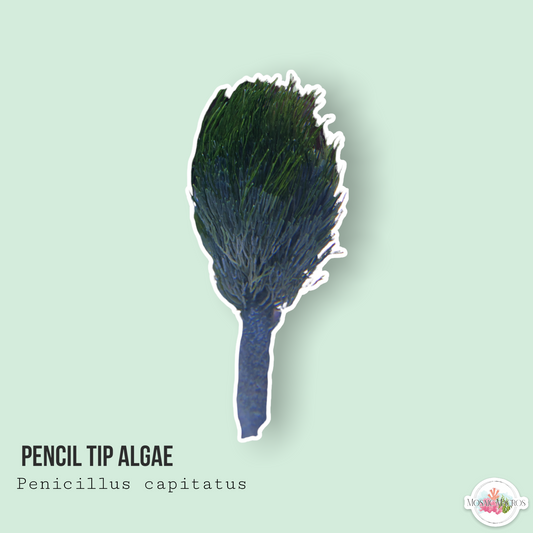 Pencil Top Algae | Penicillus capitatus
