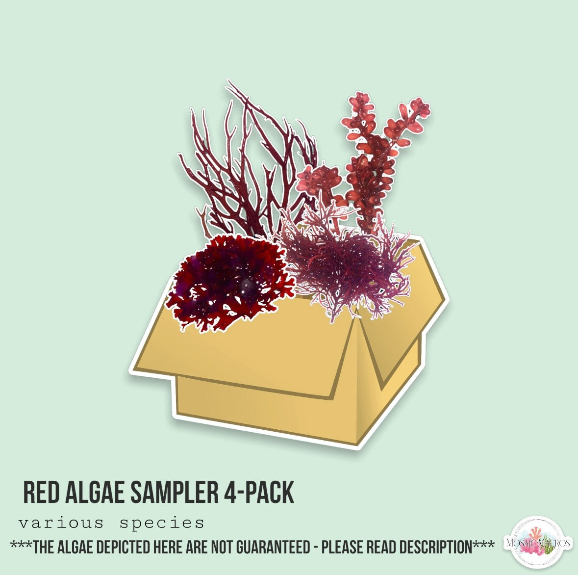 Red Macroalgae 4-Pack Sampler | Various Species