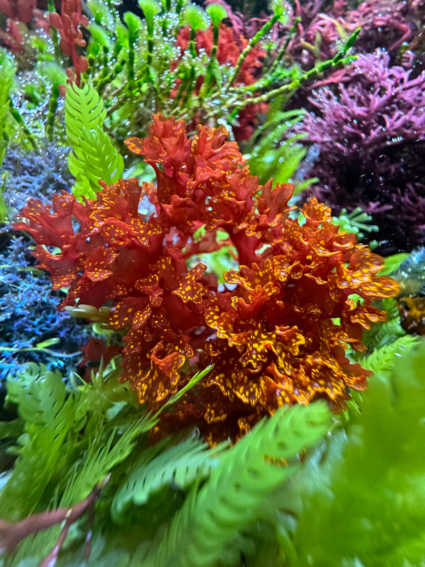 Orange Galaxy Macroalgae | Halymenia stipitata