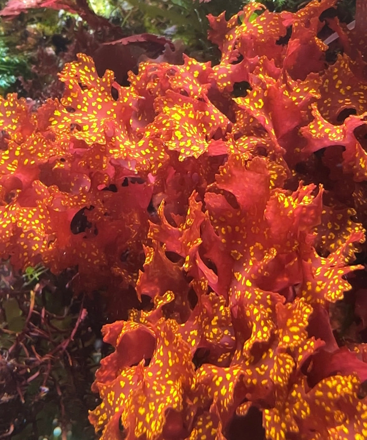 Orange Galaxy Macroalgae | Halymenia stipitata