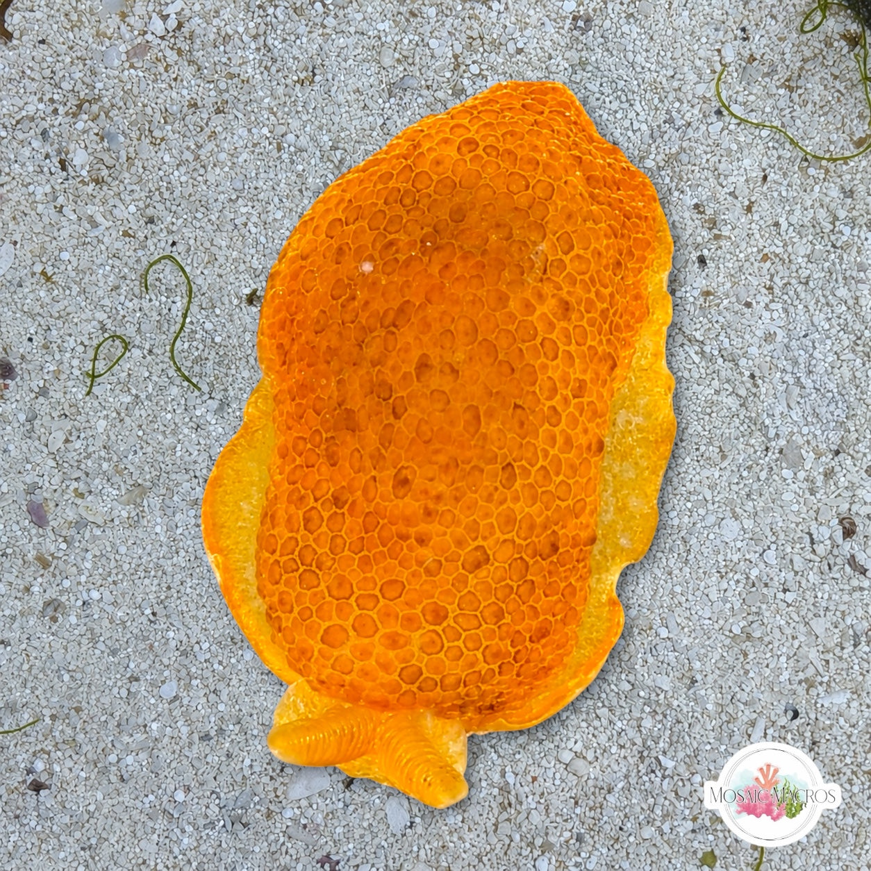 Sidegill Sea Slug | Pleurobranchus peronii