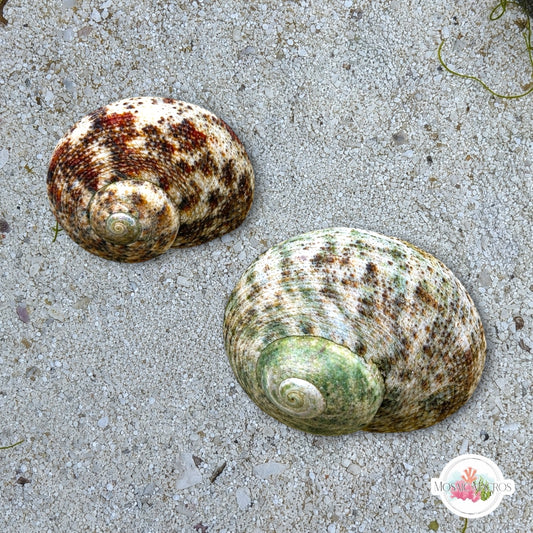 Torquato Turban Snail | Lunella torquata