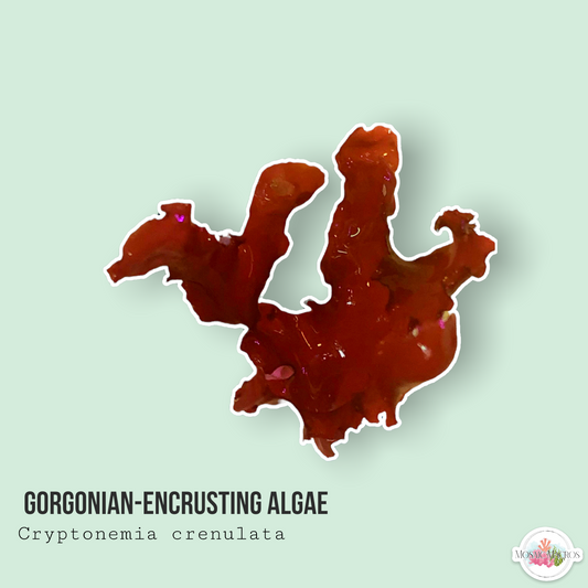 Gorgonian-Encrusting Algae | Cryptonemia crenulata