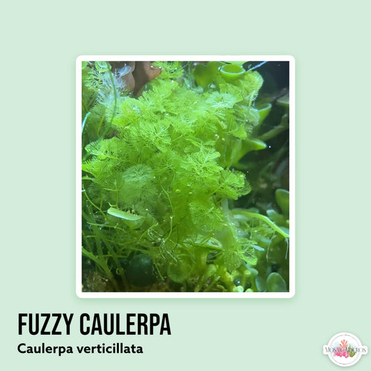 Fuzzy Caulerpa | Caulerpa verticillata