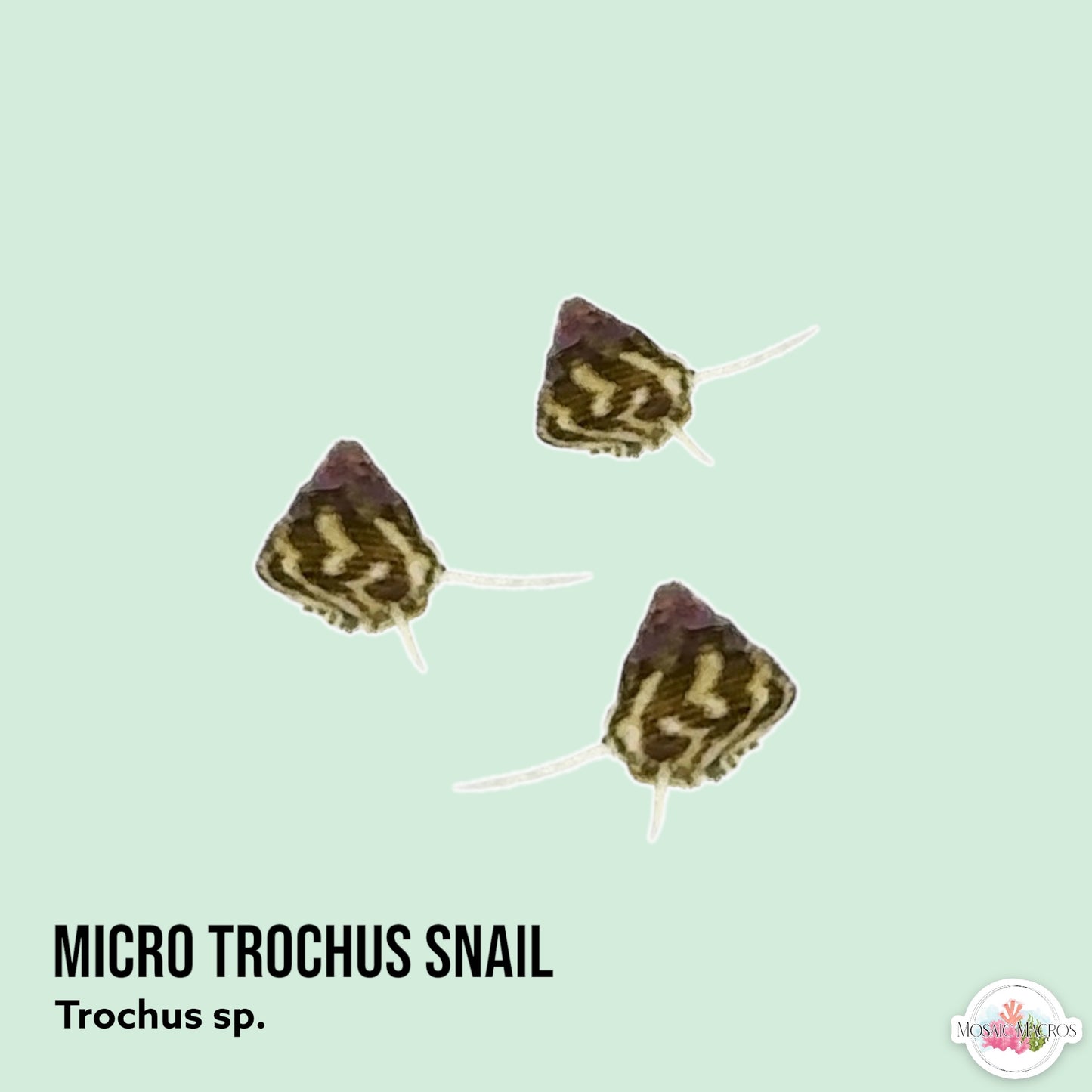 Micro Trochus Snail | Trochus sp.