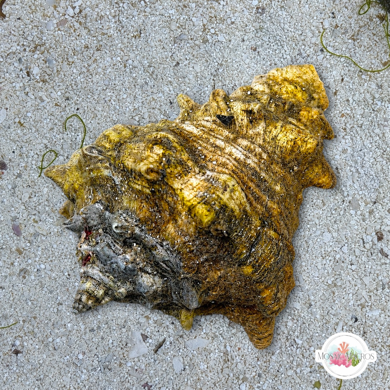 Vase Conch Snail (Worm Predator) | Volutella muricata