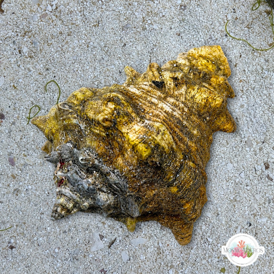 Vase Conch Snail (Worm Predator) | Volutella muricata
