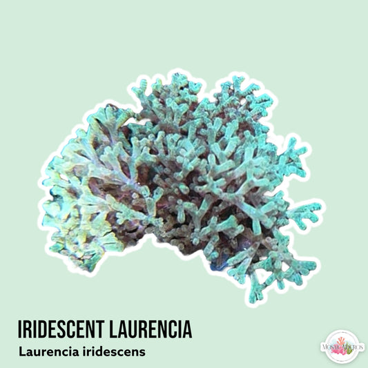 Color-Shifting Laurencia Macroalgae | Laurencia iridescens