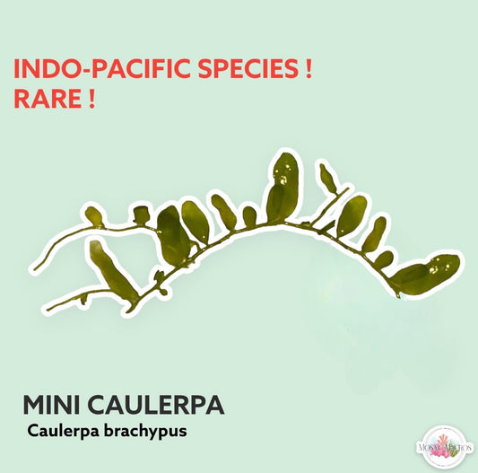 Mini Caulerpa | Caulerpa brachypus