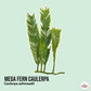 Mega Fern Caulerpa Macroalgae | Caulerpa ashmeadii