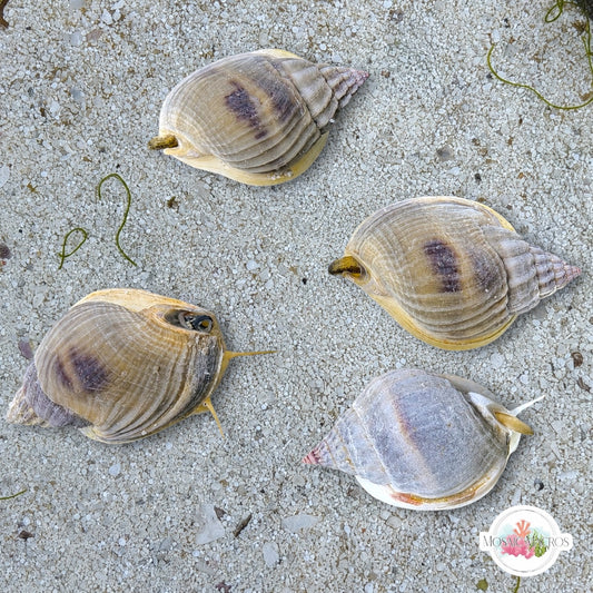 Helmet Nassarius Snail | Nassarius pullus