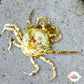 Pitho Crab | Pitho mirabilis
