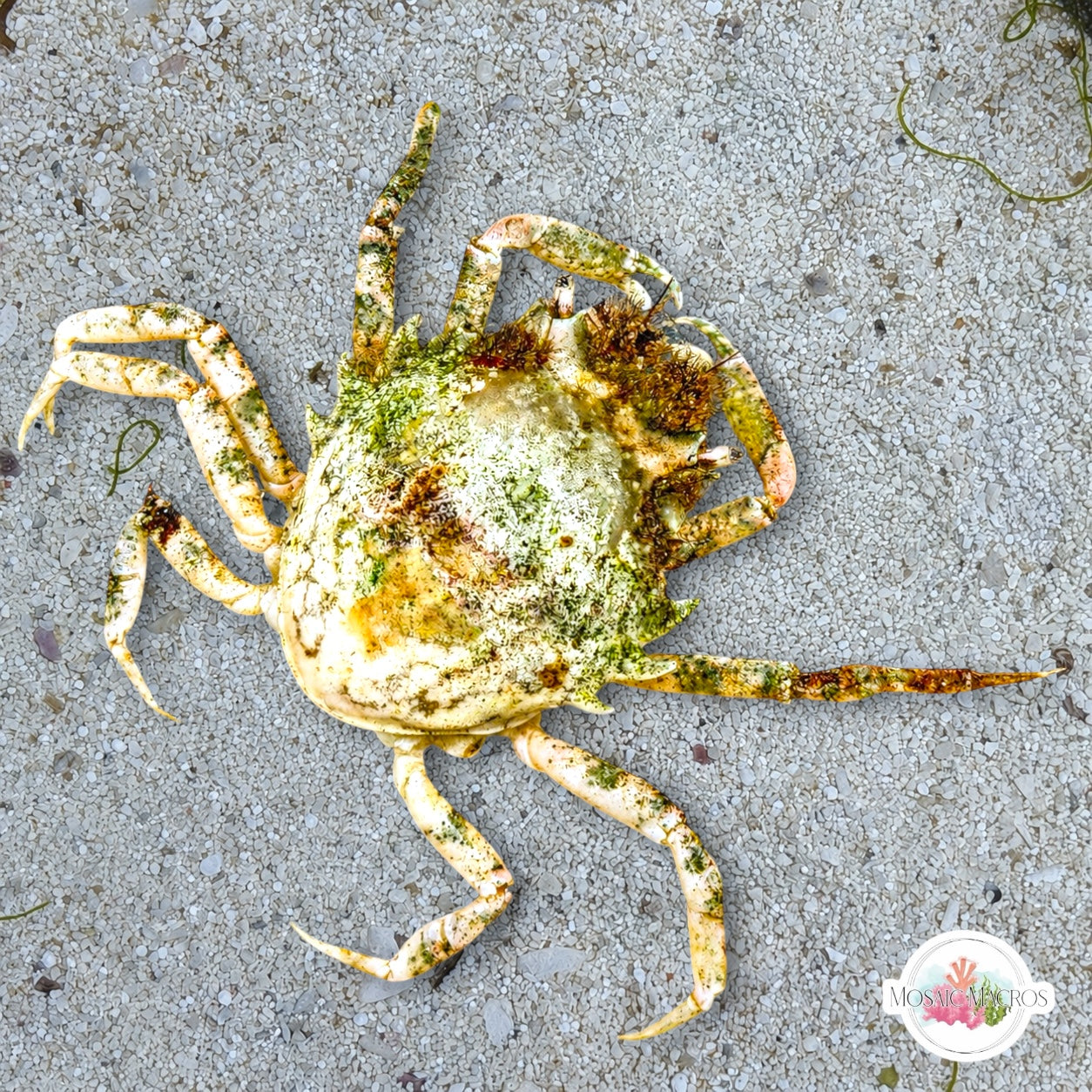 Pitho Crab | Pitho mirabilis