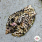 Silver-Lip Conch Snail | Lentigo lentiginosus
