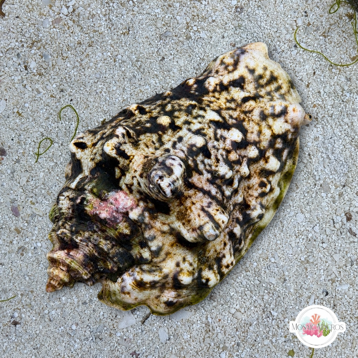 Silver-Lip Conch Snail | Lentigo lentiginosus