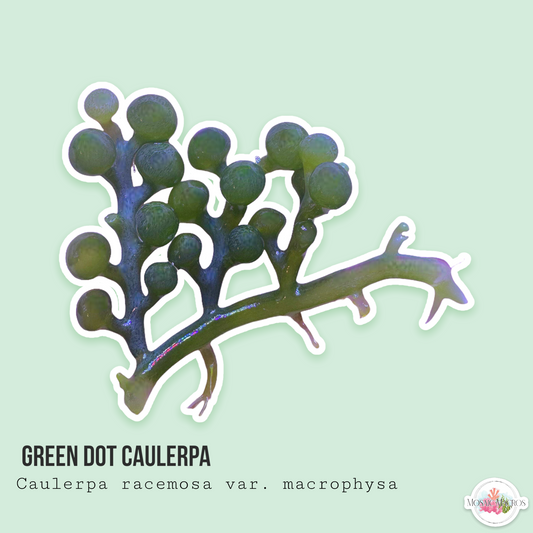 Green Bulb Caulerpa | Caulerpa racemosa var. Macrophysa