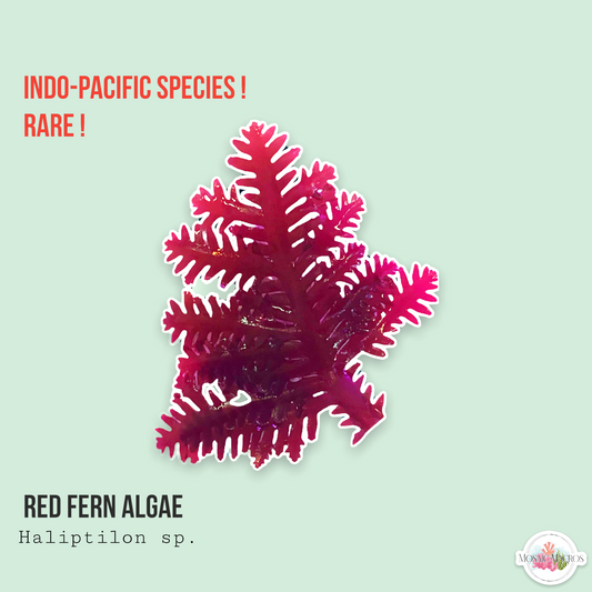 Red Fern Algae | Haliptilon sp.
