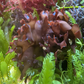 Irish Moss Macroalgae | Chondrus crispus