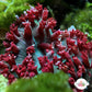 Saint Thomas Mushroom | Rhodactis sanctithomae